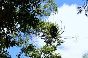 carrick hill 2014 (14)